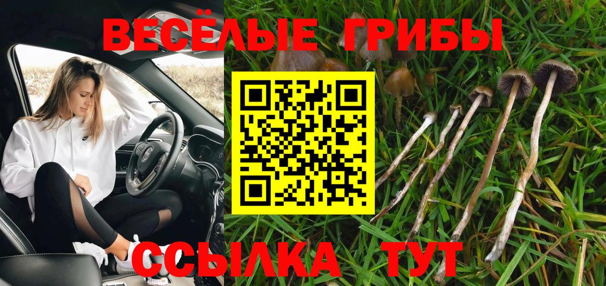 Галлюциногенные грибы Cubensis  Вход с VPN  Галлюциногенные грибы Psilocybe  Нижнеудинск 